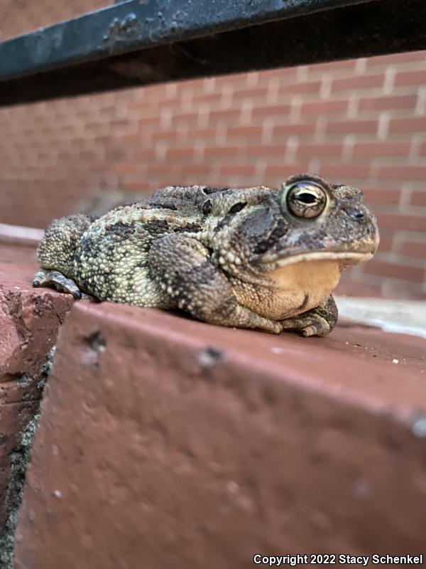 Fowler's Toad (Anaxyrus fowleri)