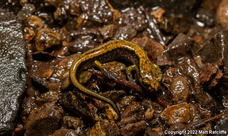 Dunn's Salamander (Plethodon dunni)