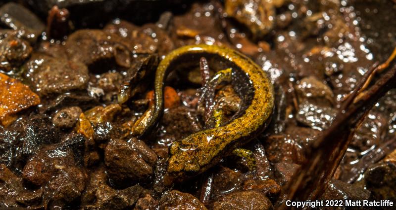 Dunn's Salamander (Plethodon dunni)