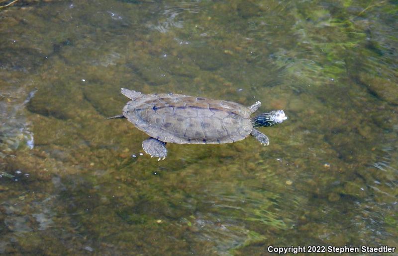 Northern Map Turtle (Graptemys geographica)