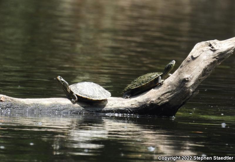 Northern Map Turtle (Graptemys geographica)