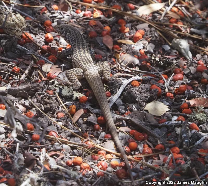 California Whiptail (Aspidoscelis tigris munda)