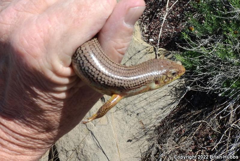 Great Plains Skink (Plestiodon obsoletus)