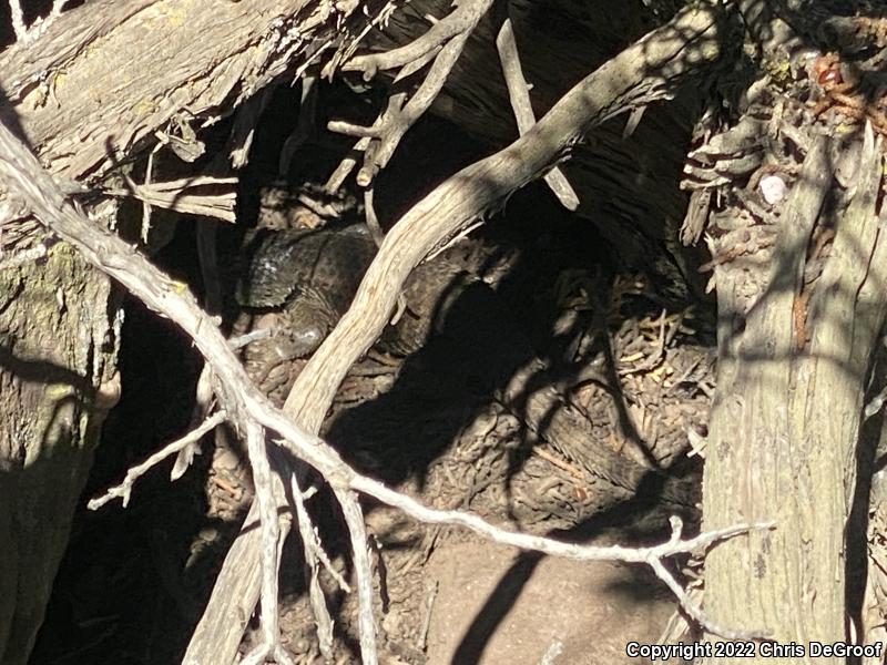 Yellow-backed Spiny Lizard (Sceloporus uniformis)