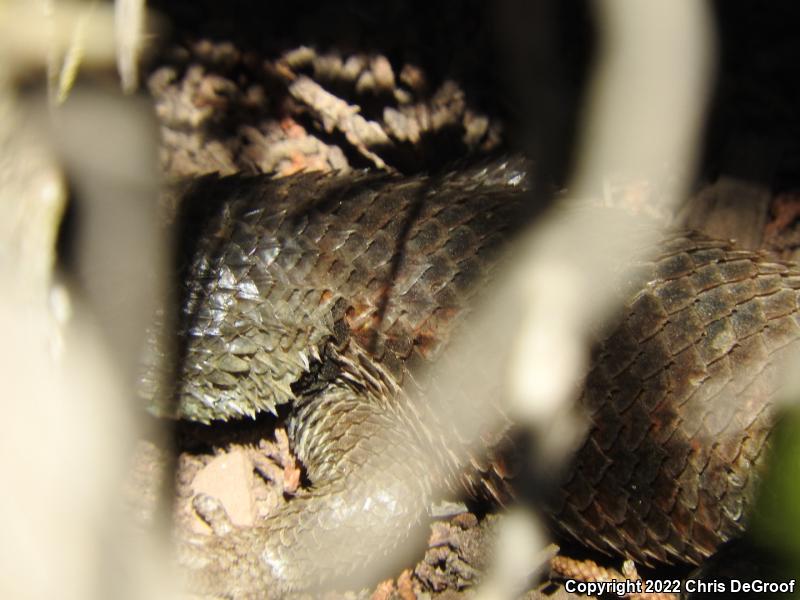 Yellow-backed Spiny Lizard (Sceloporus uniformis)