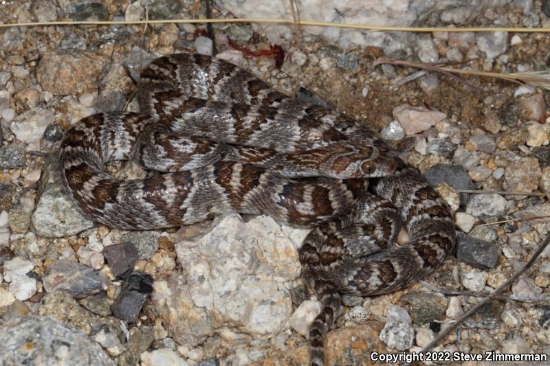 Sonoran Lyresnake (Trimorphodon biscutatus lambda)