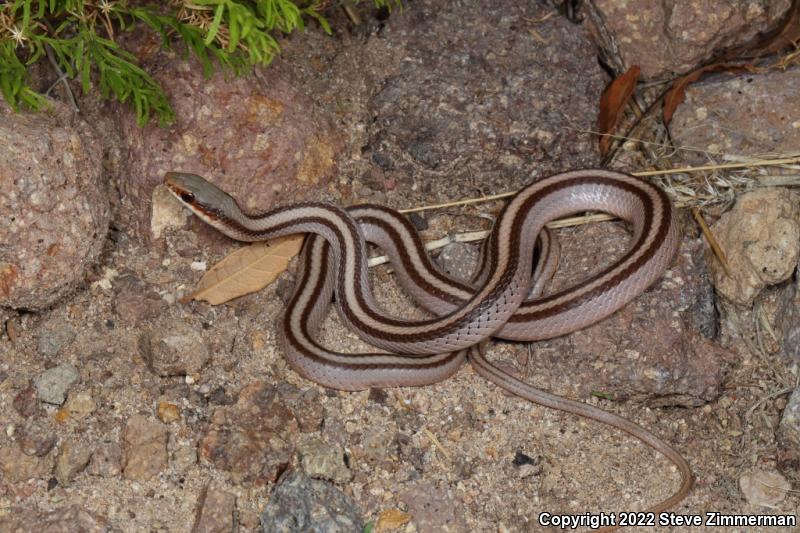 Mountain Patch-nosed Snake (Salvadora grahamiae)