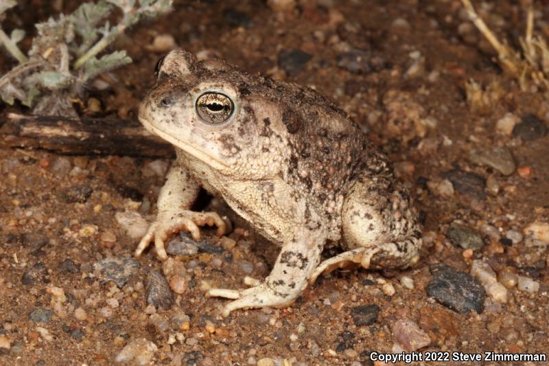 Arizona Toad (Anaxyrus microscaphus)