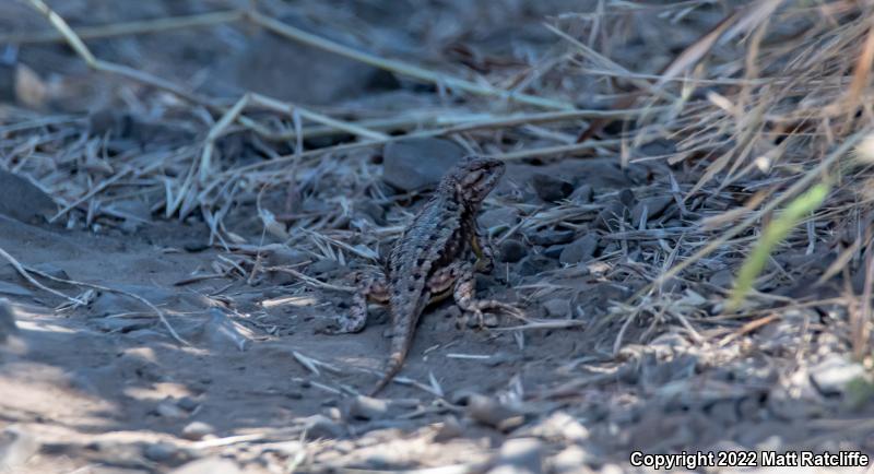 NorthWestern Fence Lizard (Sceloporus occidentalis occidentalis)