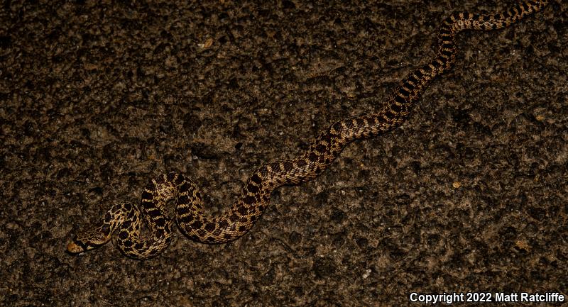 Pacific Gopher Snake (Pituophis catenifer catenifer)