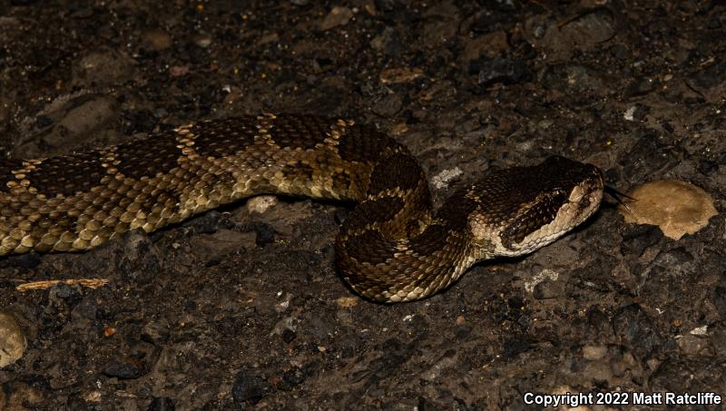 Northern Pacific Rattlesnake (Crotalus oreganus oreganus)