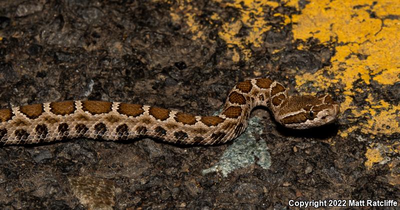 Northern Pacific Rattlesnake (Crotalus oreganus oreganus)