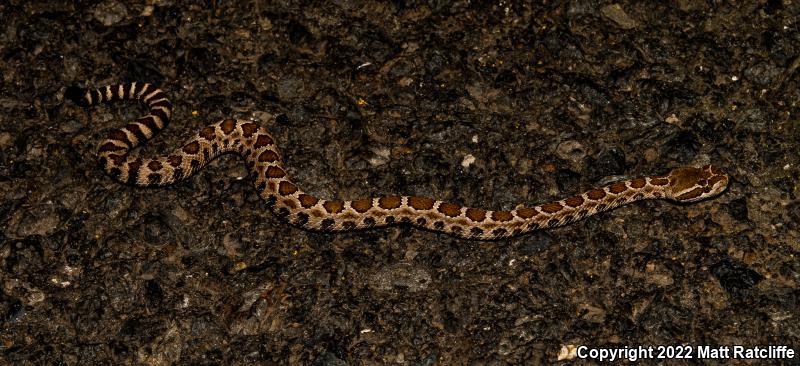 Northern Pacific Rattlesnake (Crotalus oreganus oreganus)