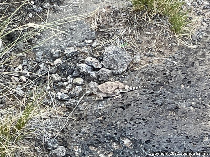 Round-tailed Horned Lizard (Phrynosoma modestum)