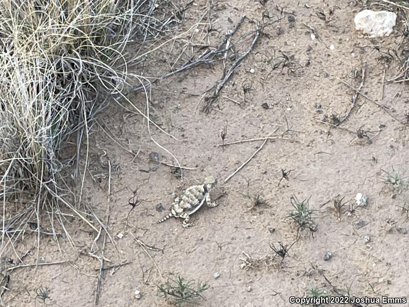 Round-tailed Horned Lizard (Phrynosoma modestum)