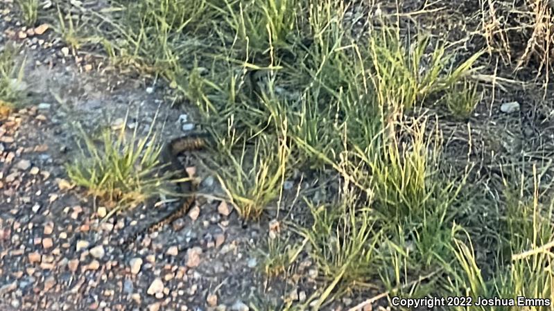 Desert Kingsnake (Lampropeltis getula splendida)