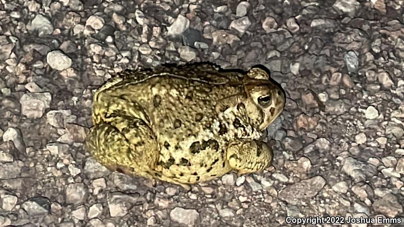 Woodhouse's Toad (Anaxyrus woodhousii woodhousii)