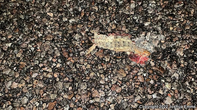 Twin-spotted Spiny Lizard (Sceloporus bimaculosus)