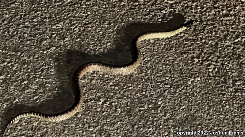 Desert Kingsnake (Lampropeltis getula splendida)