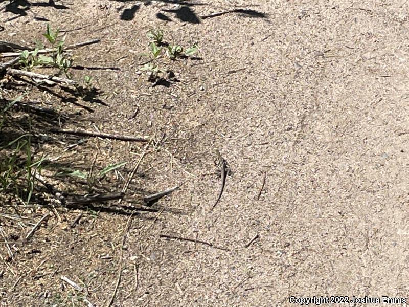 Desert Grassland Whiptail (Aspidoscelis uniparens)