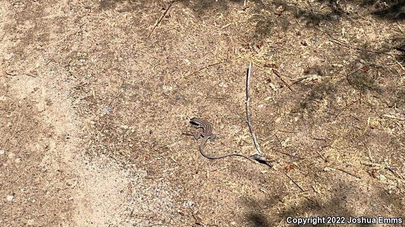 Chihuahuan Spotted Whiptail (Aspidoscelis exsanguis)