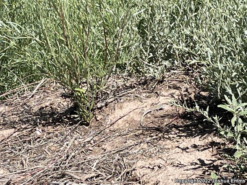 Desert Grassland Whiptail (Aspidoscelis uniparens)