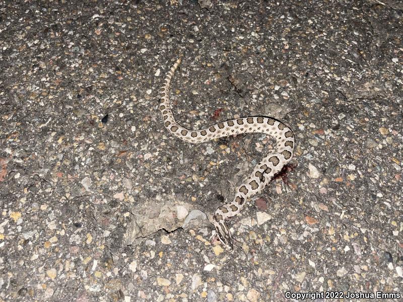 Desert Massasauga (Sistrurus catenatus edwardsii)