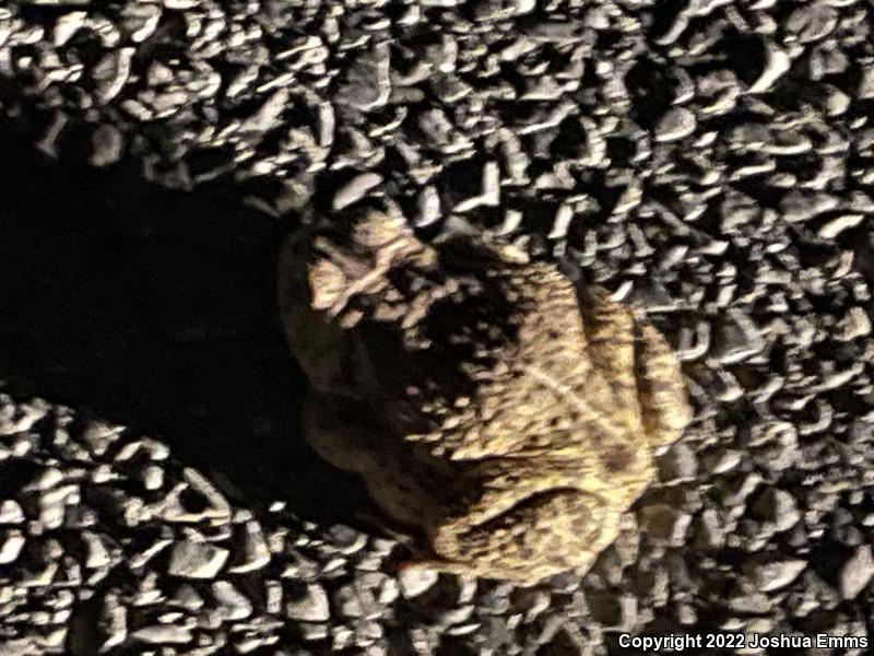 SouthWestern Woodhouse's Toad (Anaxyrus woodhousii australis)