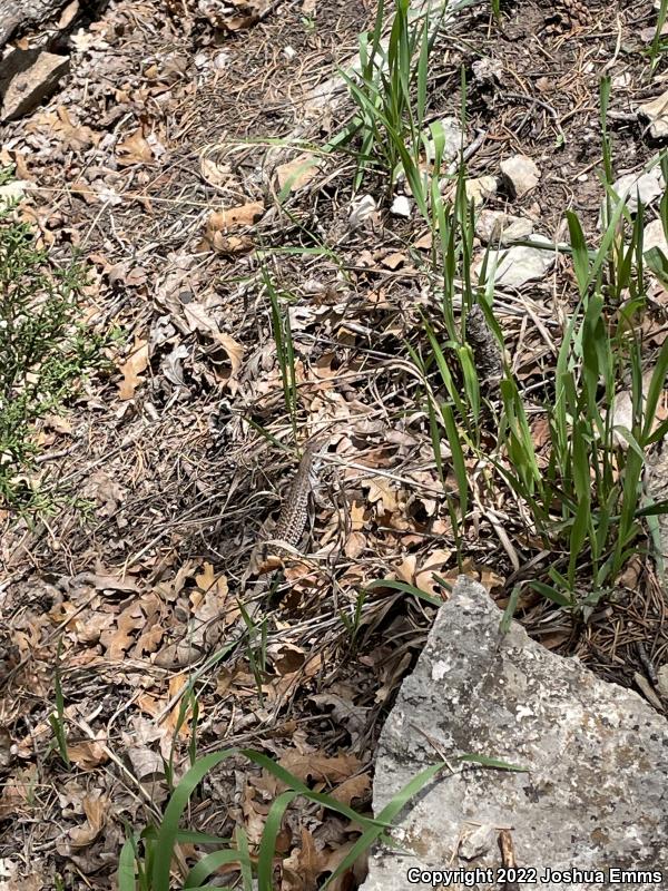 Chihuahuan Spotted Whiptail (Aspidoscelis exsanguis)