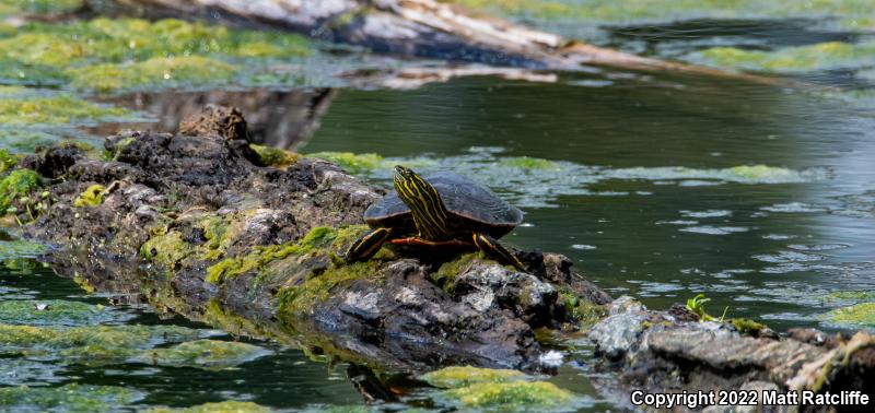 Western Painted Turtle (Chrysemys picta bellii)