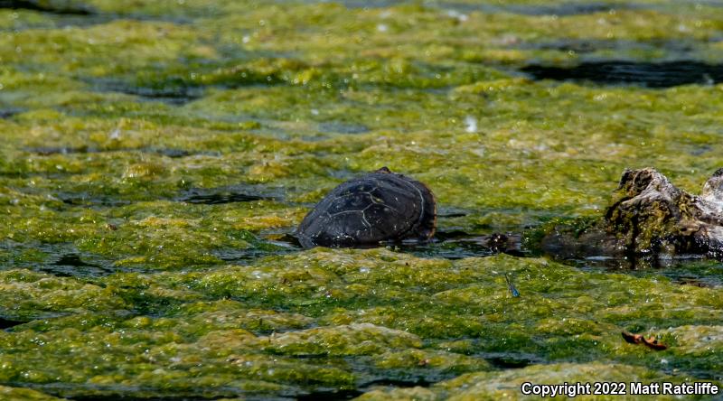 Western Painted Turtle (Chrysemys picta bellii)