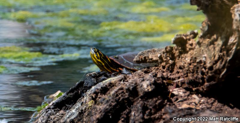 Western Painted Turtle (Chrysemys picta bellii)