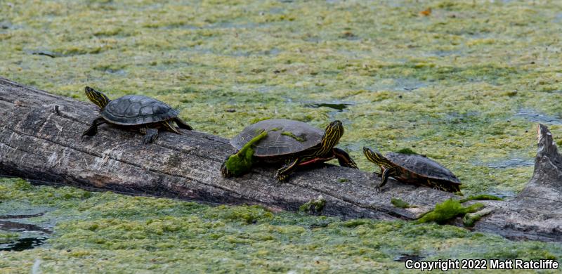 Western Painted Turtle (Chrysemys picta bellii)