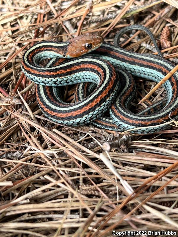 San Francisco Gartersnake (Thamnophis sirtalis tetrataenia)