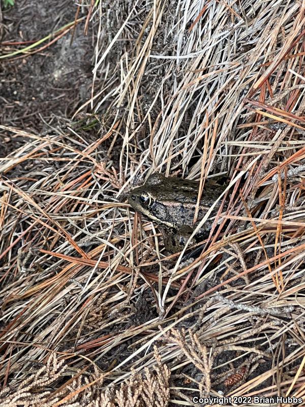 California Red-legged Frog (Rana draytonii)