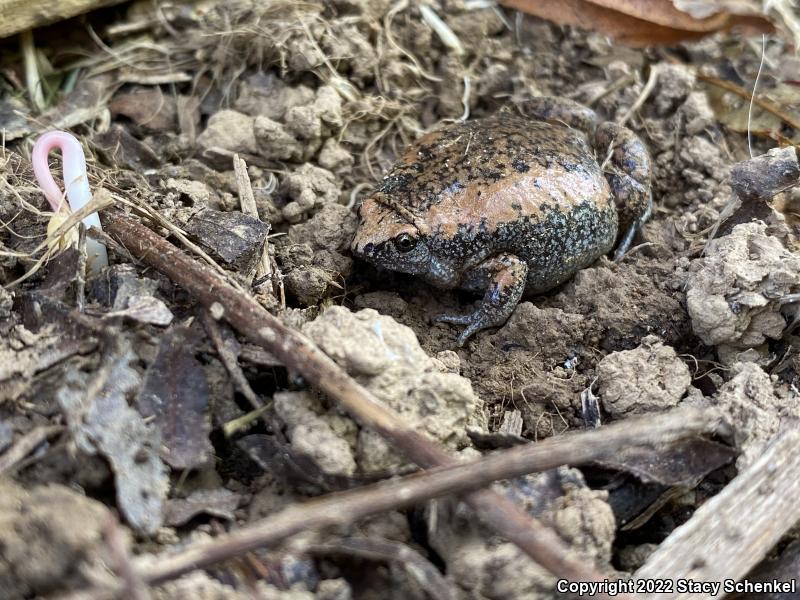 Eastern Narrow-mouthed Toad (Gastrophryne carolinensis)