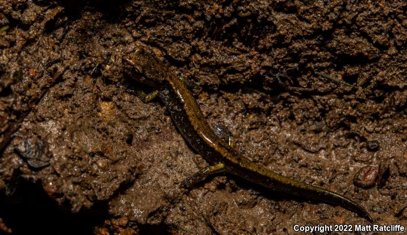 Dunn's Salamander (Plethodon dunni)