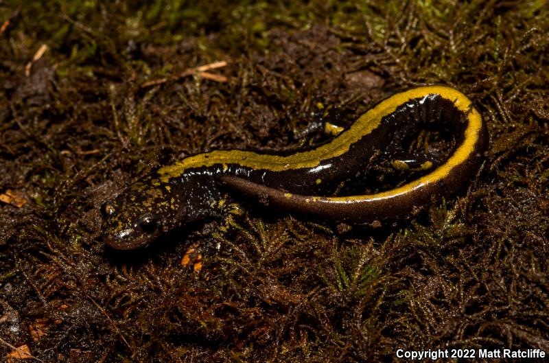 Western Long-toed Salamander (Ambystoma macrodactylum macrodactylum)