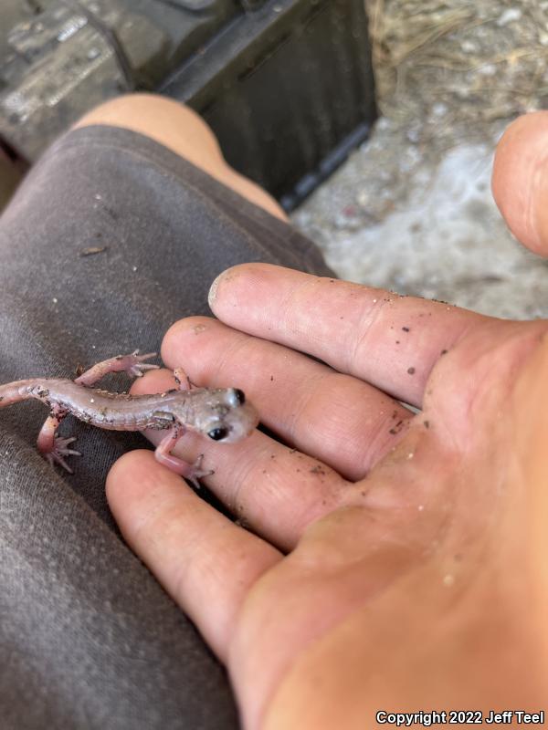 Monterey Ensatina (Ensatina eschscholtzii eschscholtzii)