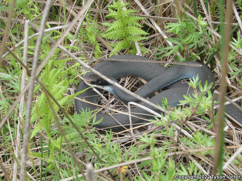 Blue Racer (Coluber constrictor foxii)