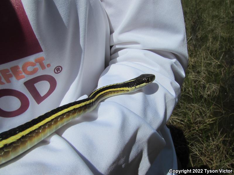 Northern Ribbonsnake (Thamnophis sauritus septentrionalis)