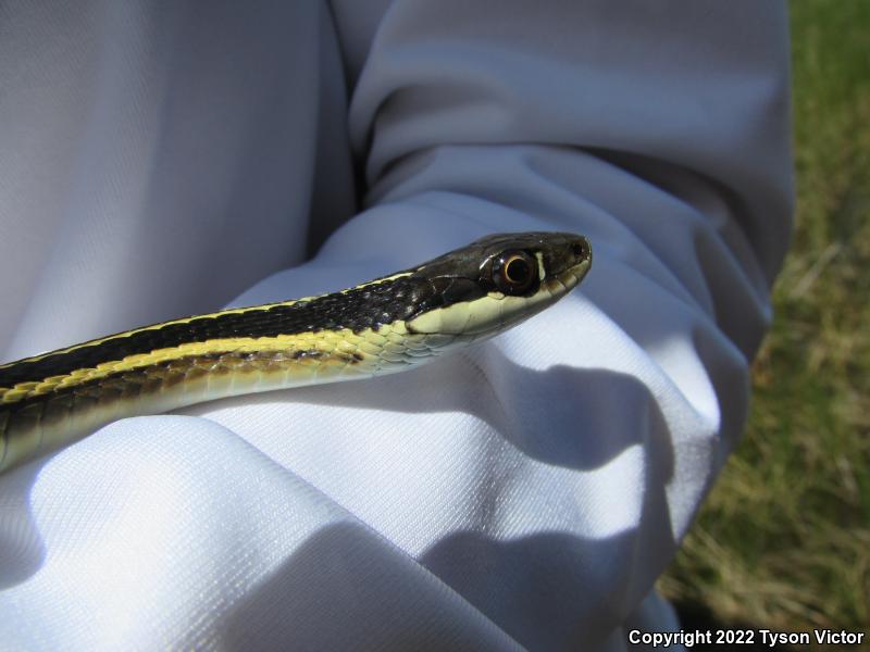 Northern Ribbonsnake (Thamnophis sauritus septentrionalis)