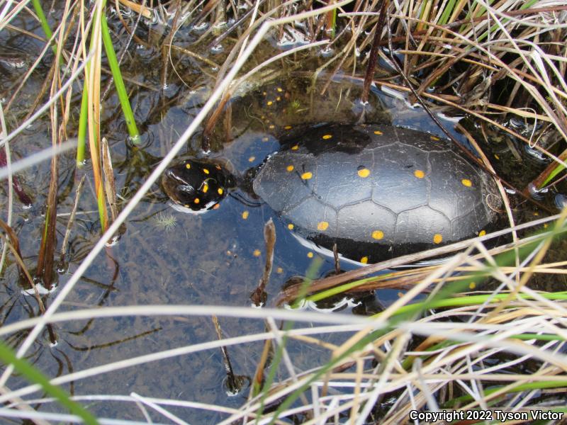 Spotted Turtle (Clemmys guttata)