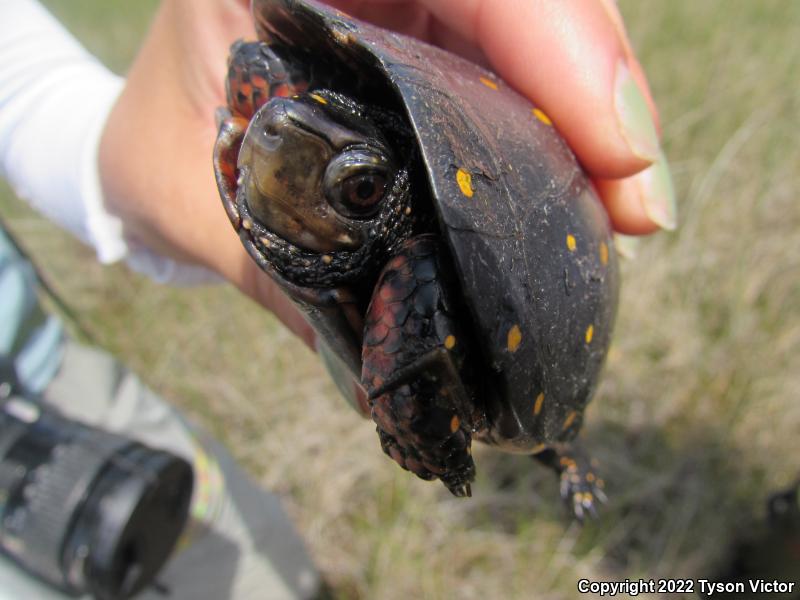 Spotted Turtle (Clemmys guttata)