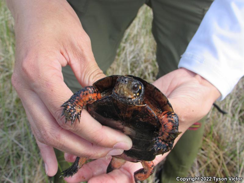 Spotted Turtle (Clemmys guttata)