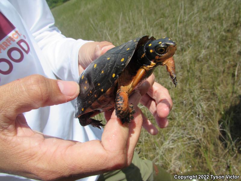 Spotted Turtle (Clemmys guttata)