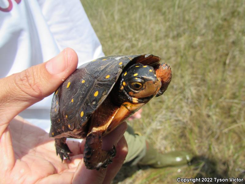 Spotted Turtle (Clemmys guttata)