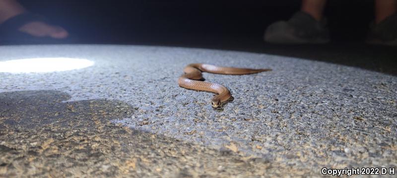 Mountain Earthsnake (Virginia valeriae pulchra)