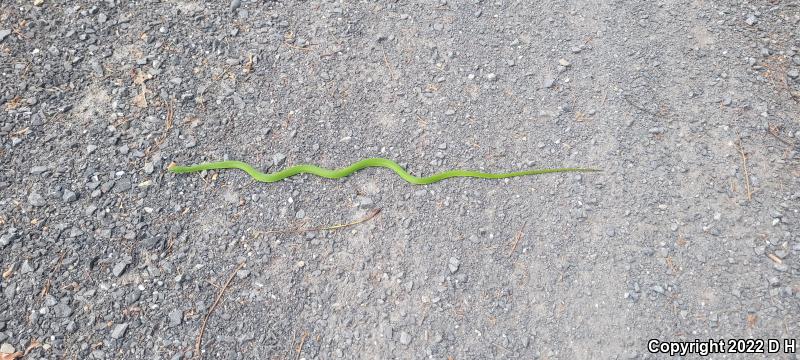 Eastern Smooth Greensnake (Opheodrys vernalis vernalis)