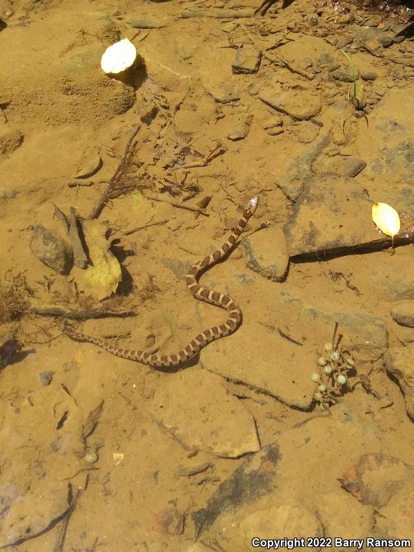 Midland Watersnake (Nerodia sipedon pleuralis)